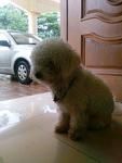 Fifi Lost In Bayan Lepas, Penang - Poodle Dog