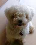 Fifi Lost In Bayan Lepas, Penang - Poodle Dog