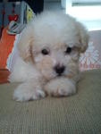 White Toy Poodle .... - Poodle Dog