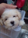 White Toy Poodle .... - Poodle Dog