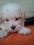 White Toy Poodle .... - Poodle Dog