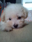 White Toy Poodle .... - Poodle Dog