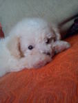 White Toy Poodle .... - Poodle Dog