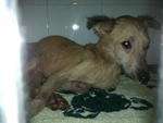 A small dog like him will be bullied at shelter where other mongrel are 2x his size. Kindly give him