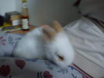 Pucky And Botasky - Angora Rabbit Rabbit