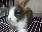 Pucky And Botasky - Angora Rabbit Rabbit