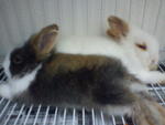 Pucky And Botasky - Angora Rabbit Rabbit