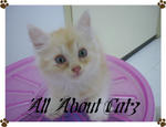 Lemon [Sold] - American Curl + Persian Cat