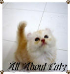 Peach (Sold) - American Curl + Persian Cat