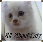 Peach (Sold) - American Curl + Persian Cat