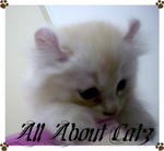 Peach (Sold) - American Curl + Persian Cat