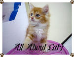 Honey (Sold) - American Curl + Persian Cat