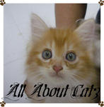 Honey (Sold) - American Curl + Persian Cat