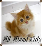 Honey (Sold) - American Curl + Persian Cat