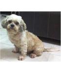 Chelsea Has Been Found - Shih Tzu Dog