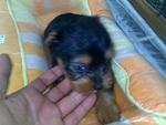 Silky Terrier Puppy -mka Cert - Silky Terrier Dog