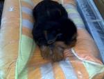 Silky Terrier Puppy -mka Cert - Silky Terrier Dog