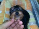 Silky Terrier Puppy -mka Cert - Silky Terrier Dog