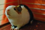 Yummy - Guinea Pig Small & Furry