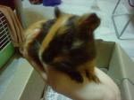 Yippy - Guinea Pig Small & Furry