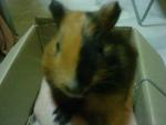 Yippy - Guinea Pig Small & Furry