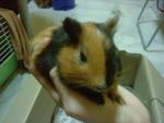 Yippy - Guinea Pig Small & Furry