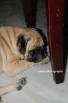 Snooze - Pug Dog