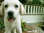 Milky - Labrador Retriever Dog