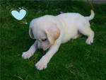 Milky - Labrador Retriever Dog