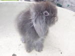 Chanel - Holland Lop + Angora Rabbit Rabbit