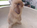 Coco - Holland Lop + Angora Rabbit Rabbit