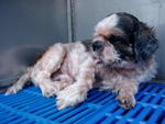 PF19126 - Shih Tzu Dog