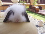 Baby - American Fuzzy Lop Rabbit