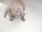 Chocolate - Holland Lop Rabbit