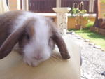 Choko Stripe - Holland Lop Rabbit