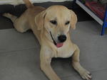 Tom - Labrador Retriever Mix Dog