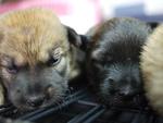 Six Puppies - Mixed Breed Dog