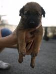 Six Puppies - Mixed Breed Dog