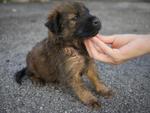 Six Puppies - Mixed Breed Dog