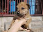 Six Puppies - Mixed Breed Dog