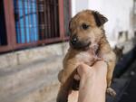 Six Puppies - Mixed Breed Dog