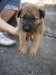 Six Puppies - Mixed Breed Dog