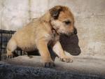 Six Puppies - Mixed Breed Dog