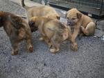 Six Puppies - Mixed Breed Dog