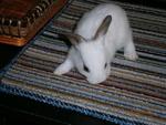 Mixed Lionhead - Lionhead Rabbit