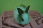 Arnab Pure Anggora - Angora Rabbit Rabbit