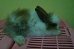 Arnab Pure Anggora - Angora Rabbit Rabbit