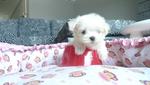 Tiny Maltese-parents Taiwan Importe - Maltese Dog