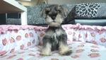 Cute Salt N Pepper Schnauzer - Schnauzer Dog