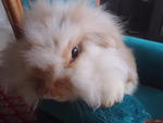 Boboy -  + American Fuzzy Lop Rabbit